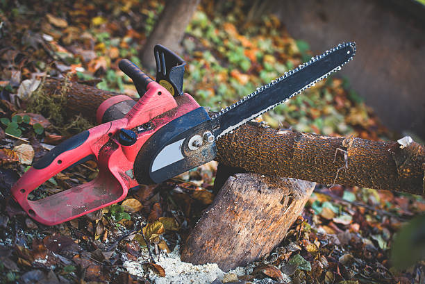 How Our Tree Care Process Works  in  Stedman, NC